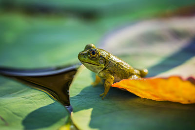 Close-up of frog on leaf in lake