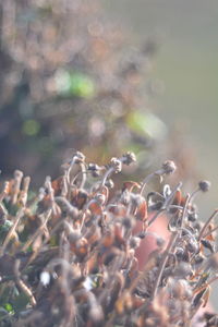 Close-up of plants growing on field