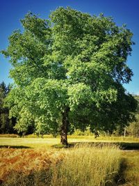 Trees on field against sky