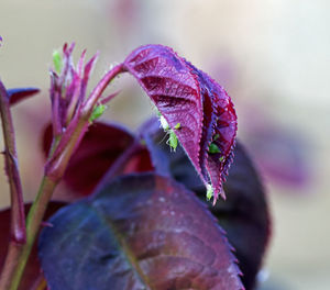 Close-up of wet purple flowering plant