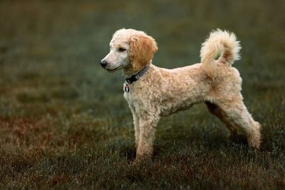 Dog looking away on field