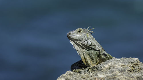 Close-up of lizard on rock