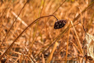 Close-up of beetle on grass