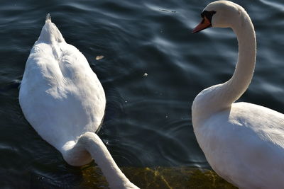 Swan swimming in lake