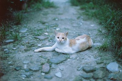 Portrait of cat relaxing on footpath