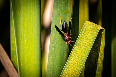 Close-up of insect on leaf