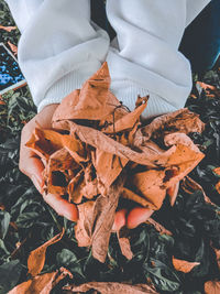 High angle view of dried autumn leaves on field