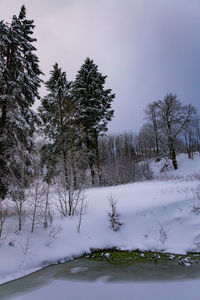 Trees on snow covered field against sky