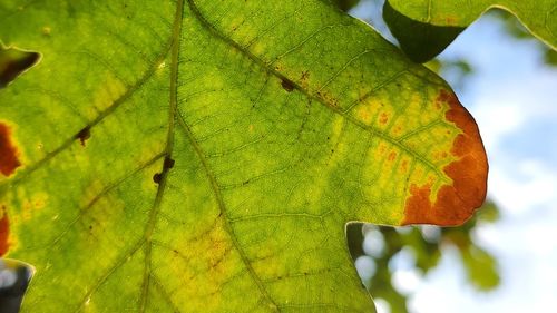 Close-up of autumnal leaves on tree
