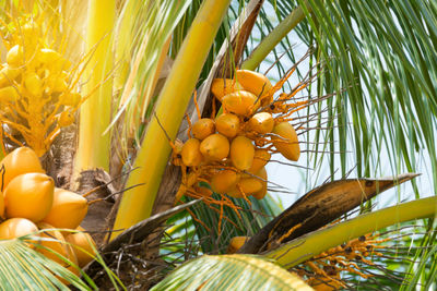 Low angle view of palm tree