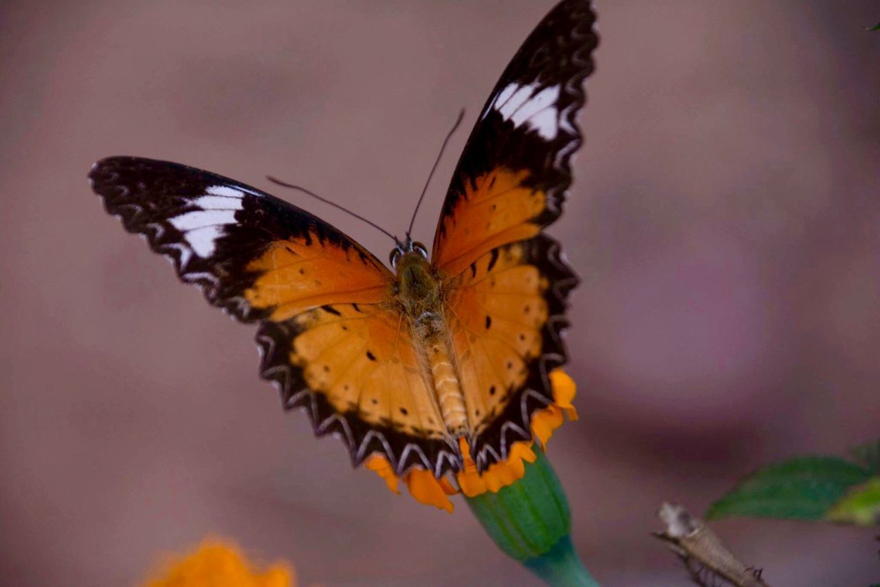 BUTTERFLY ON FLOWER