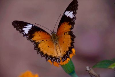 Close-up of butterfly pollinating flower