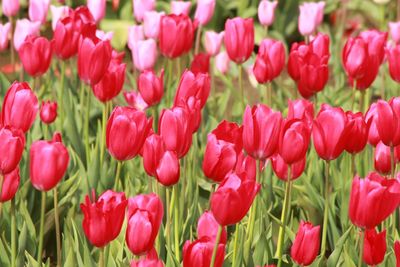 Close-up of red tulips in field