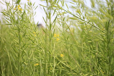 Close-up of crops on field