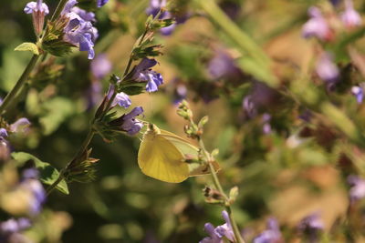 plant