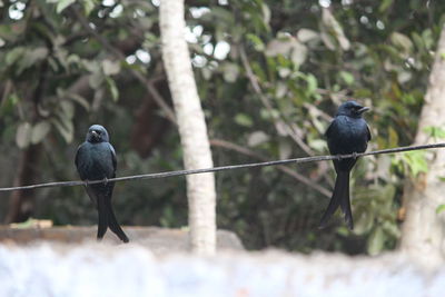 Bird perching on branch