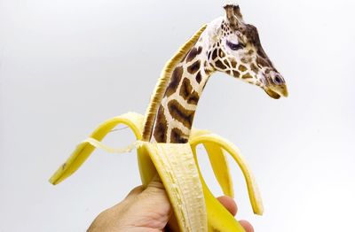 Close-up of hand banana with animal inside 