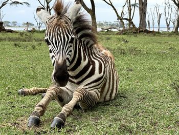 animal