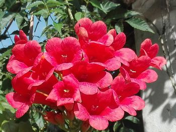 Close-up of wet red flowers blooming outdoors