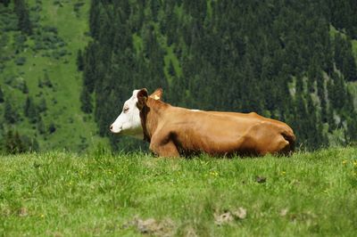 Cattle grazing in the alps, simmental breed on alpine pasture