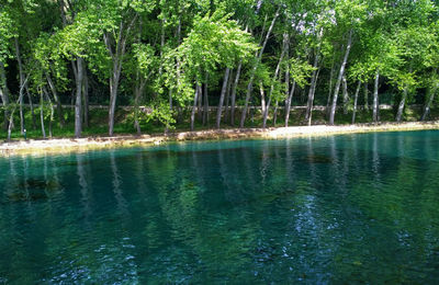 Scenic view of lake with trees in background