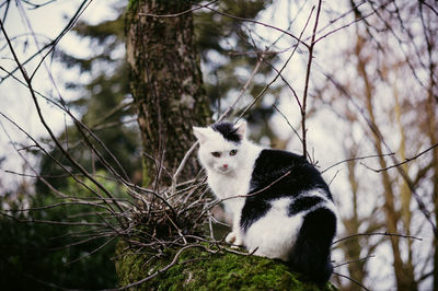 Low angle view of a cat on tree