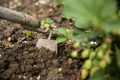 Close-up of small plant growing in mud