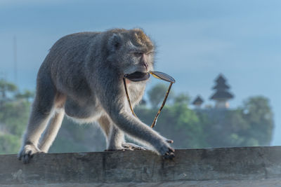 Monkey looking away on tree with sunglasses stealing