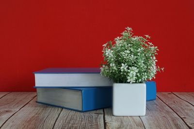 Potted plant on table