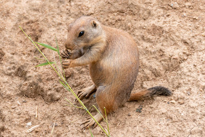 Squirrel eating food on land