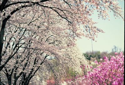 Low angle view of cherry tree against sky