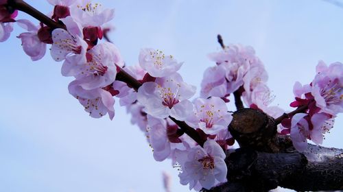 Close-up of pink cherry blossoms in spring