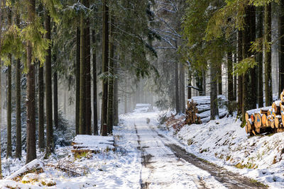 Snow covered road amidst trees in forest