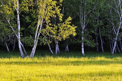 Yellow flowers growing on tree