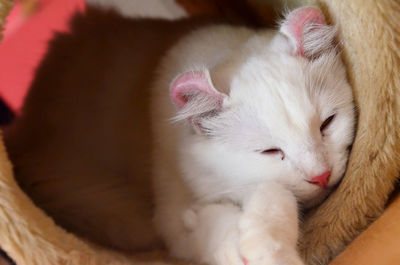 Close-up of cat sleeping on scratching post