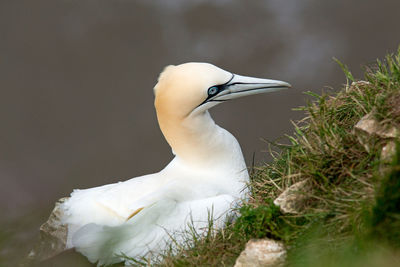 Close-up of a bird