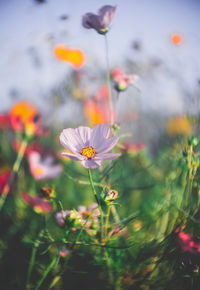 Close-up of cosmos flower against blurred background