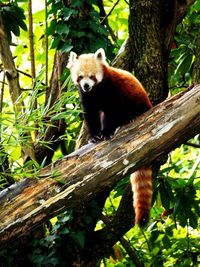 Low angle view of tree