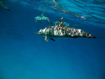 Dolphins. spinner dolphin. stenella longirostris is a small dolphin .