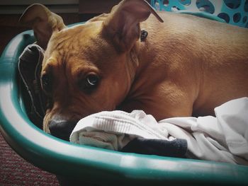 Close-up of dog resting on bed