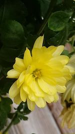 Close-up of yellow flower blooming outdoors