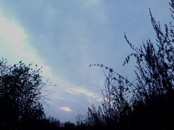 Low angle view of silhouette birds flying against sky