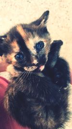 Close-up portrait of kitten