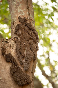 Close-up of lizard on tree trunk