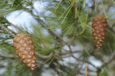 Close-up of berries on plant