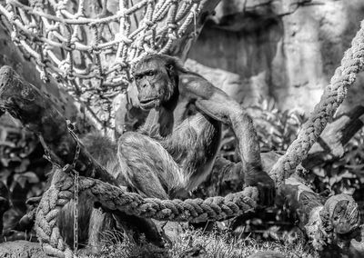 Close-up of rope sitting on tree