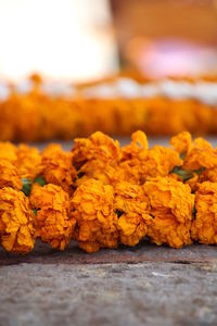 Close-up of fresh yellow flowers for sale in market