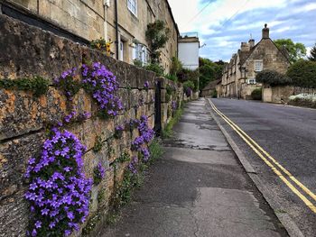 Purple flowering plants by wall in city