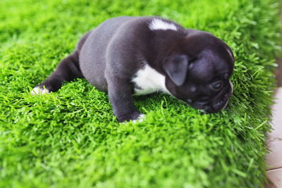 High angle view of a dog on grass
