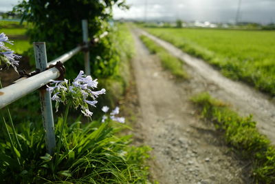 View of plants growing on field